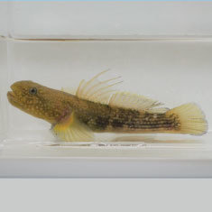 海の生物図鑑 浦安市三番瀬環境観察館 海の生物図鑑 浦安市三番瀬環境観察館