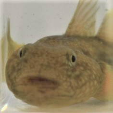 海の生物図鑑 浦安市三番瀬環境観察館 海の生物図鑑 浦安市三番瀬環境観察館