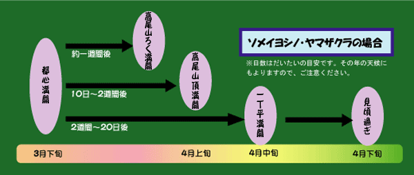 桜の見頃