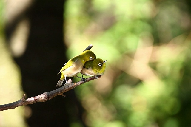 夏鳥 留鳥 東京都 高尾ビジターセンター 夏鳥 留鳥 東京都 高尾ビジターセンター