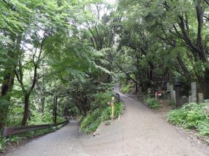 急な登りが続く