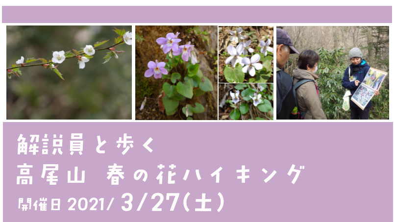 自然教室 解説員と歩く 高尾山 春の花ハイキング 募集のお知らせ 東京都 高尾ビジターセンター 自然教室 解説員と歩く 高尾山 春の花ハイキング 募集のお知らせ 東京都 高尾ビジターセンター